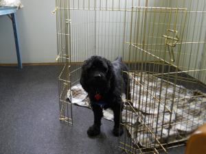 Dallas, in for board/train, learning to LOVE a confinement area. board and train, separation anxiety, look what i can do dog training, cecil county md